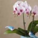 Petite Orchid Vase