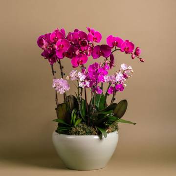 Lavender Delight Orchid Arrangement