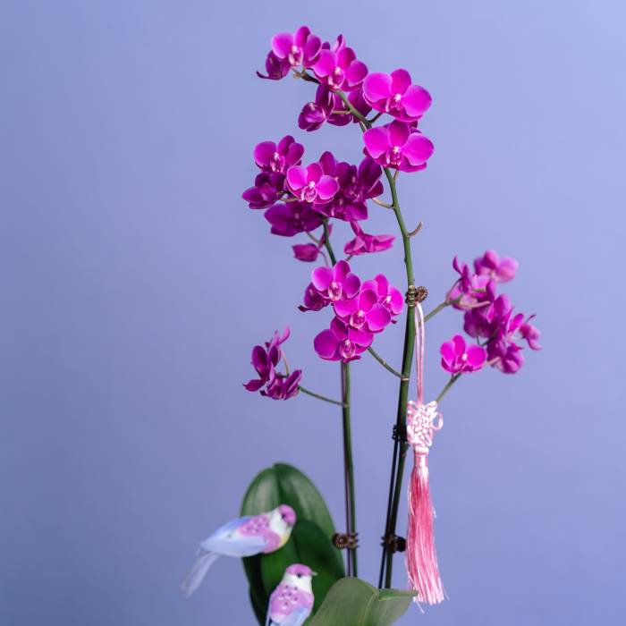Petite Orchid Vase