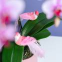 Petite Orchid Vase