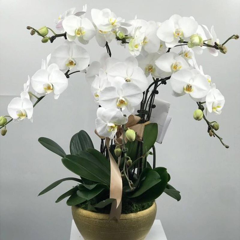 Orchid Petite Fleur Signature Round Box