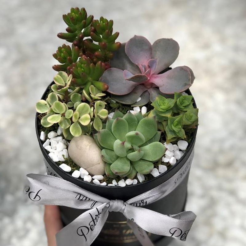Succulents or Flowers Placed on Various Ledges